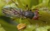 Pherbellia annulipes